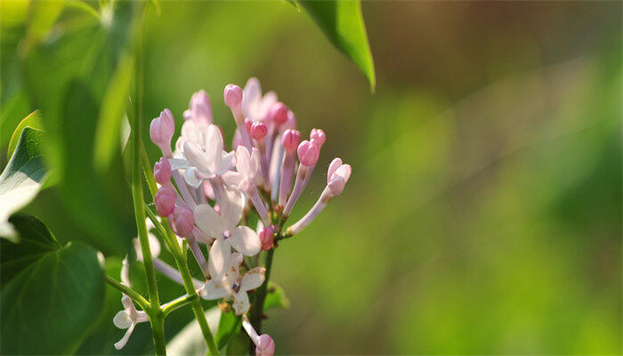 丁香花为什么是西宁的市花 丁香花为什么是西宁的市花