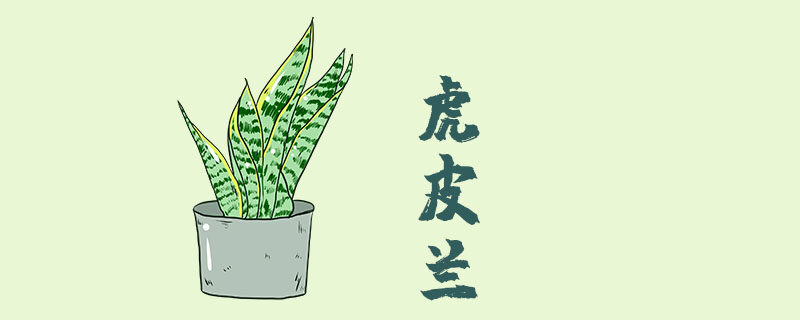 虎皮兰的花是什么样的 虎皮兰的花是什么样的