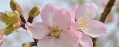 露薇花好养吗