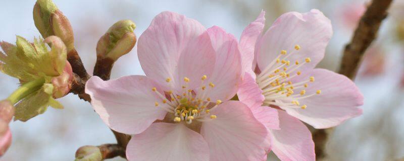 露薇花好养吗 露薇花好养吗
