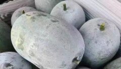 粉皮冬瓜