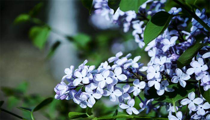 丁香花的特点 丁香花的特点