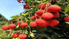 仙进奉荔枝