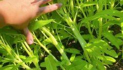 白茎大叶空心菜