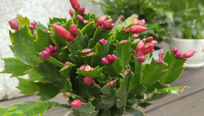 蟹爪兰一年开几次花 蟹爪兰一年开几次花