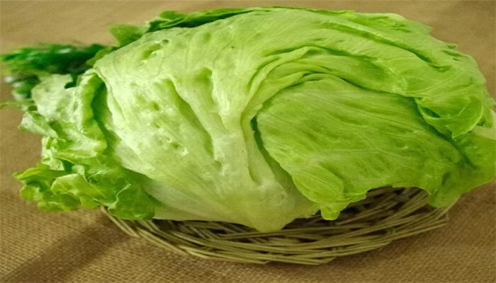 球生菜 球生菜