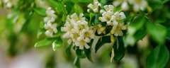 九里香香味有毒吗