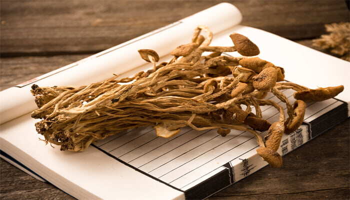 茶树菇 茶树菇