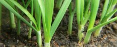 韭菜种植行距与株距是多少