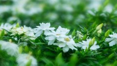 栀子花