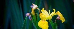 郁金香花期和养护方法