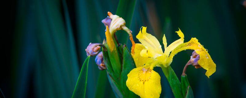 郁金香花期和养护方法