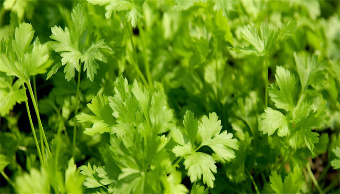 山东大叶香菜 山东大叶香菜