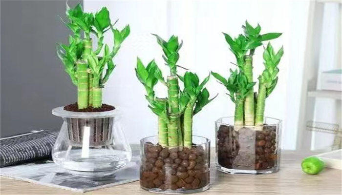 水养富贵竹用生根粉的方法