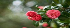 茶花小苗价格