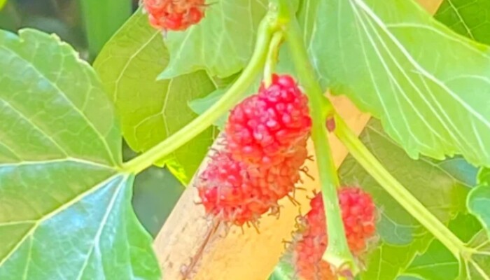 红桑葚 红桑葚