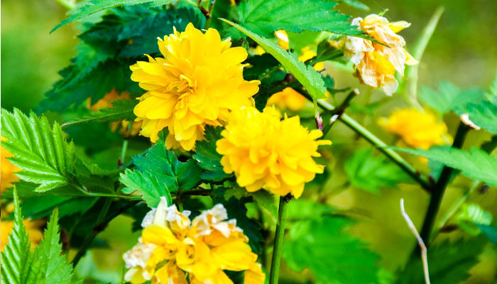 棣棠花 棣棠花