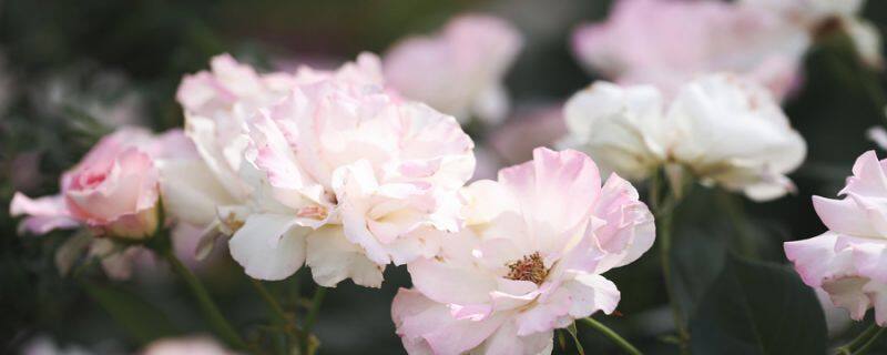 开春就养这“4种”花 开春就养这“4种”花