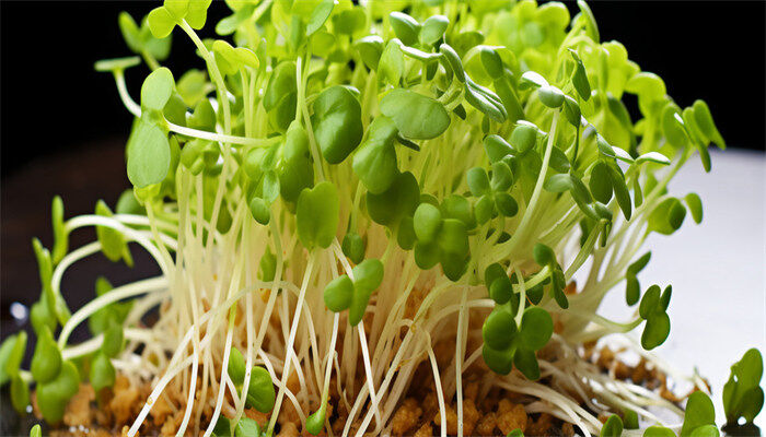 芽菜种植方法