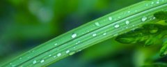 石菖蒲和水菖蒲的区别