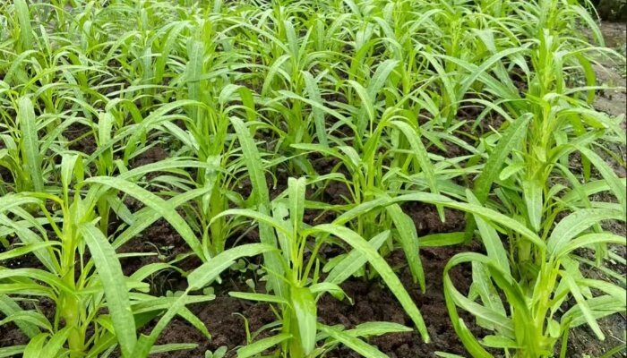 白茎细叶空心菜 白茎细叶空心菜