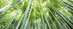 竹子种植时间和方法