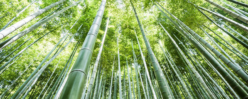 竹子种植时间和方法 竹子种植时间和方法
