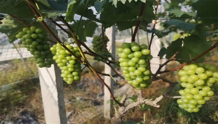 醉金香葡萄 醉金香葡萄