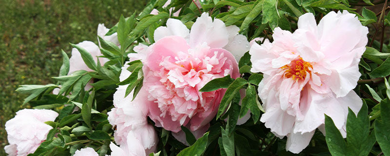 牡丹花介绍 牡丹花介绍