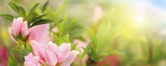 杜鹃夏天30°以上怎么养