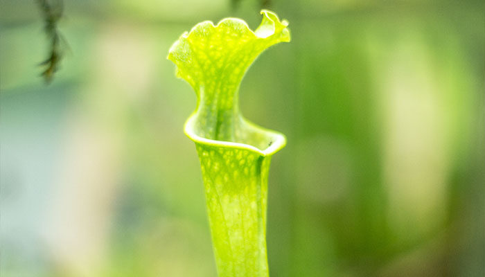 朱迪思瓶子草 朱迪思瓶子草