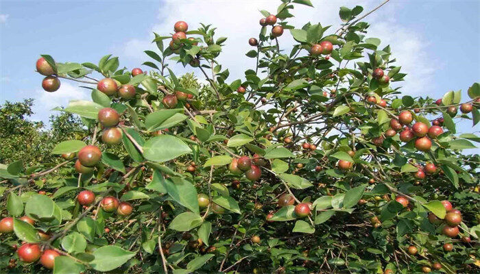 油茶种植管理技术
