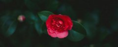 山茶花的养殖方法