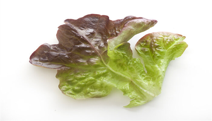 橡叶生菜 橡叶生菜