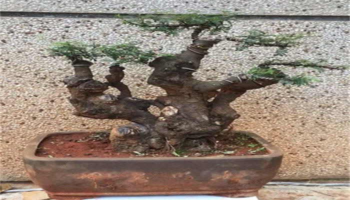 小石积下山桩怎样栽培 小石积下山桩怎样栽培