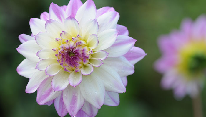 大丽花 大丽花