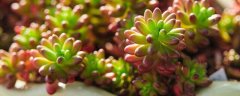 珊瑚花种子怎么种
