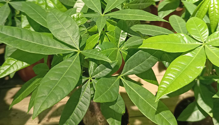落叶植物与常绿植物的叶片有哪些区别 落叶植物与常绿植物的叶片有哪些区别