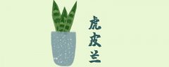 虎皮兰什么时候换盆最合适