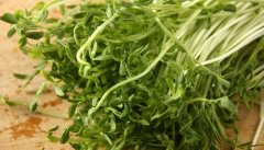 豌豆芽