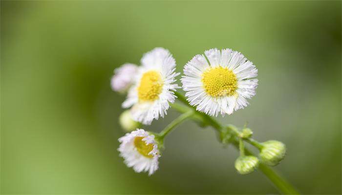 小雏菊花语 小雏菊花语