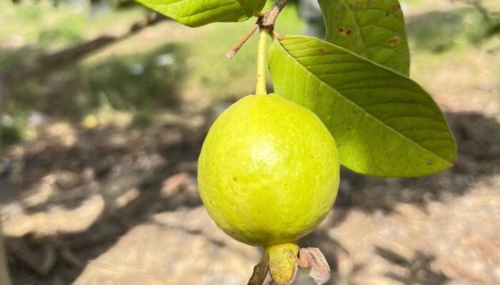 四季番石榴 四季番石榴