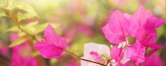 三角梅的外形和特点