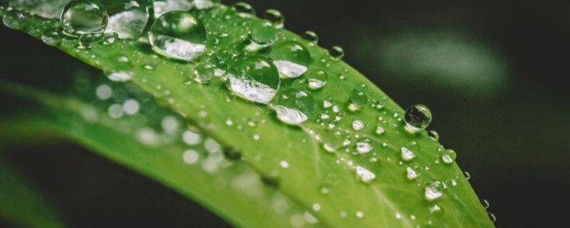 松露是什么