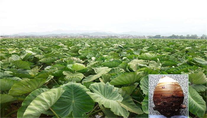 槟榔芋 槟榔芋