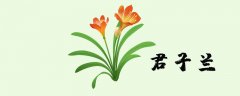 君子兰能耐多少度低温