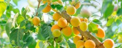 杏树几年结果