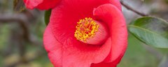 山茶花好养活吗