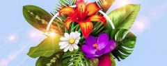 养盆君子兰开花难