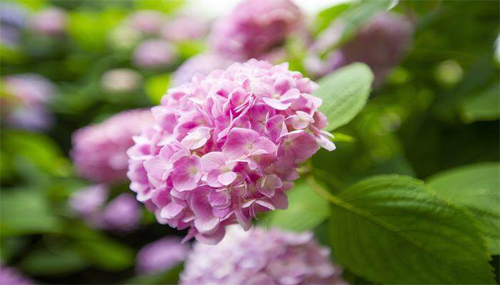 绣球花 绣球花